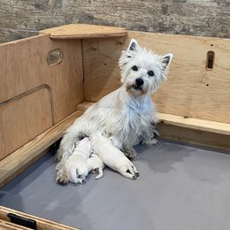 West Highland White Terrier puppies from Ravens Nest Westies
