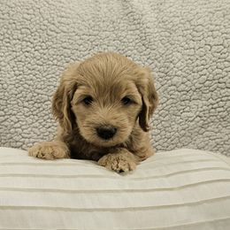 Goldendoodle Puppies from Pemberley Puppies
