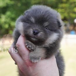 Balou - Blue and tan male Pomeranian puppy in Kingston, Georgia from Southern Charm Poms