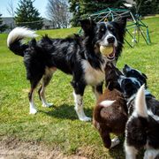 Border Collie, Golden Retriever, and Sporty Mix Puppies from Turbo Border Collies & Coltrievers