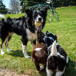 Border Collie, Golden Retriever, and Sporty Mix Puppies from Turbo Border Collies & Coltrievers