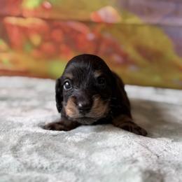 Rueben - Black and tan male Dachshund puppy in Pflugerville, Texas from Dream A Dream Dachshunds
