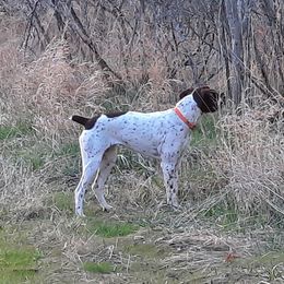 German Shorthaired Pointer All Grown Up from Edonja German Shorthaired Pointers