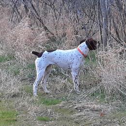German Shorthaired Pointer All Grown Up from Edonja German Shorthaired Pointers