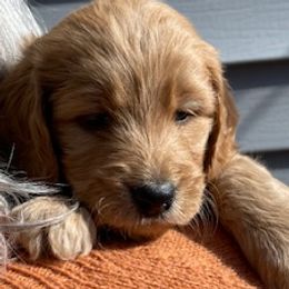 The Duke - Apricot male Goldendoodle puppy in Idaho Springs, Colorado from Coppers Mountain Goldendoodles