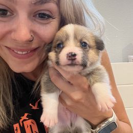 Verstappen (Luca) - Pembroke Welsh Corgi puppy in Fallbrook, California from Le Rêve Corgis