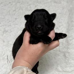 Aqua - Black male German Shepherd puppy in Tennessee from Chattanooga Tn German Shepherds