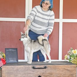 Frost - Alaskan Klee Kai