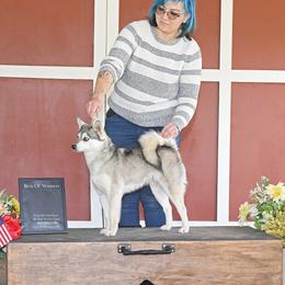 Frost - Alaskan Klee Kai