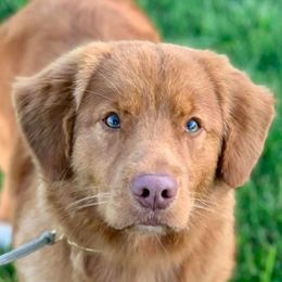 Nova Scotia Duck Tolling Retrievers from Niday Tollers