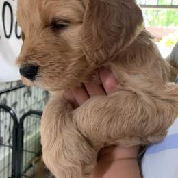 Goldendoodle Puppies from Dolly Doodle’s Doodles