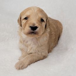 Goldendoodle Puppies from Lake Village Doodles