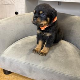 Orange girl - Black and mahogany female Rottweiler puppy in Fallon, Nevada from Vom Haus Flores