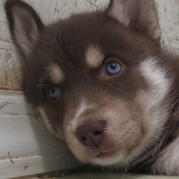 Lucky - Red and white female Siberian Husky puppy in Middlebury, Vermont from Rebel Huskys