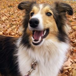 Dot - Shetland Sheepdog
