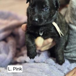 Light Pink Collar Female - Gold brindle female Dutch Shepherd puppy in Dallas, Georgia from Bluestone Creek Dutch Shepherds