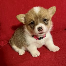 Pembroke Welsh Corgi Puppies from Rocking MAD Corgis