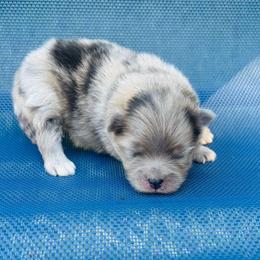 Marble - Blue merle female Pomeranian puppy in Green Cove Springs, Florida from Natasha's Ark of Joy