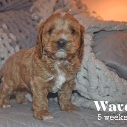 Wave - Buff male Cockapoo puppy in Myerstown, Pennsylvania from The Cocker Cingdom