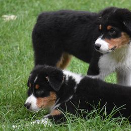 Australian Shepherd and Cavalier King Charles Spaniel Puppies from FairWilde