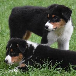 Australian Shepherd and Cavalier King Charles Spaniel Puppies from FairWilde