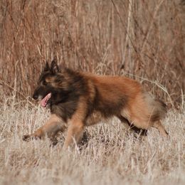 Cinch - Belgian Tervuren