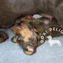 Dachshund Puppies from Doxi Delights AKC Miniature Dachshunds