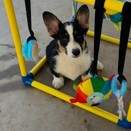 Girl 10 - Black and tan female Pembroke Welsh Corgi puppy in Surprise, Arizona from Ruff and Rowdy Corgis
