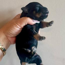 Boy 2 - Black and silver male Miniature Schnauzer puppy in Independence, Missouri from Crown Schnauzers KC