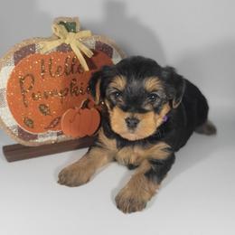 Purple collar girl - Black and tan female Yorkshire Terrier puppy in Jacksonville, Florida from Yorkieology