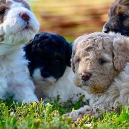 Cavapoo puppies from Franklin Ranch Pups