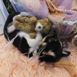 Chihuahua Puppies from Fine Whines & Lickers