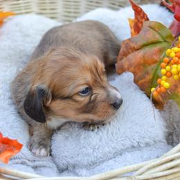 Susan - Cream female Dachshund puppy in Eufaula, Alabama from B’s Dachshunds