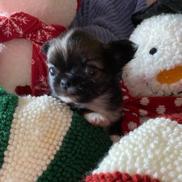 Gunner - Black male Chihuahua puppy in Red Bluff, California from Aye Chihuahua