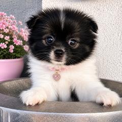 Piper - Black parti female Pomeranian puppy in Costa Mesa, California from Wheresmil0