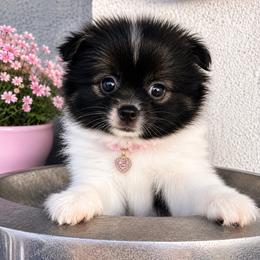 Piper - Black parti female Pomeranian puppy in Costa Mesa, California from Wheresmil0