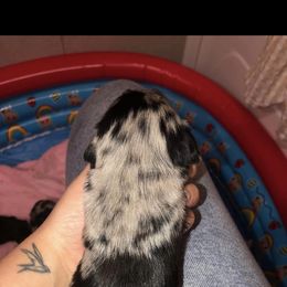 Dachshund Puppies from L & A Dachshunds