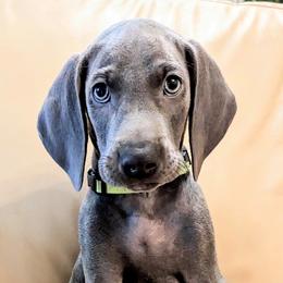 Boy 5 - Blue Weimaraner puppy in Jupiter, Florida from Khepri Weimaraners