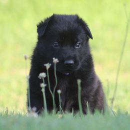 Purple girl - Black female German Shepherd puppy in Linwood, North Carolina from Johnson K9s