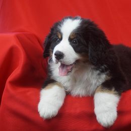 Bernese Mountain Dog Puppies from Lonesome Pine Farm