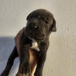 Girl 3 - Gray Cane Corso puppy in Lakeland, Florida from LunaLinks Cane Corsos