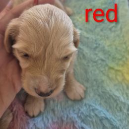 Akc Cream Boy  red Rocky - Cream male Dachshund puppy in Madisonville, Tennessee from LaRose Farm & Kennels