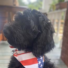 Goldendoodle and Poodle Puppies from Peace, Love, and Puppies at the Creek