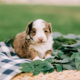 Aussiedoodle and Poodle Puppies from Out West Doodles