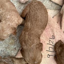 Purdy red boy 1 - Red  male Poodle puppy in Haines City, Florida from Camic Cockapoos