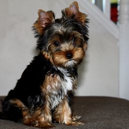 Yorkshire Terrier Puppies from Diamond in a Rough Yorkies