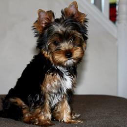 Yorkshire Terrier Puppies from Diamond in a Rough Yorkies
