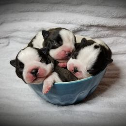 Boston Terrier and Italian Greyhound Puppies from 4Ever Boston Terriers & Italian Greyhounds