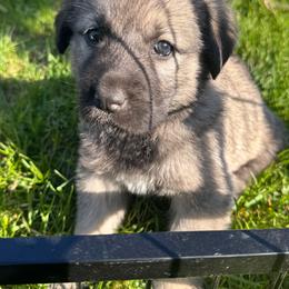 Orange girl 4 - Fawn female Anatolian Shepherd Dog puppy in Clifton, Illinois from Mcginnis Guardian Dogs