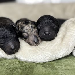 Aussiedoodle puppies from The Klepper Homestead